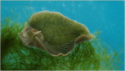 Uroleucon sonchi Uroleucon sonchi