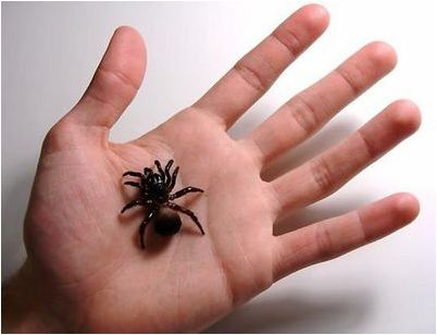 cyclocosmia cyclocosmia