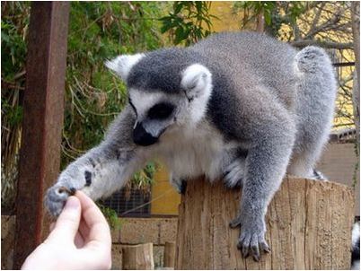monkey monkey