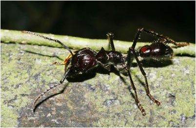 paraponera paraponera