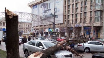 дерево дерево