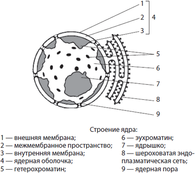 клетка клетка