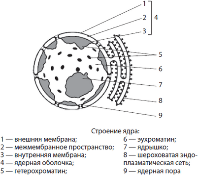 клетка